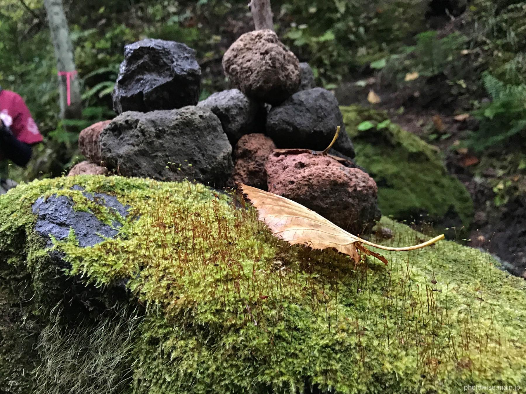 苔と石