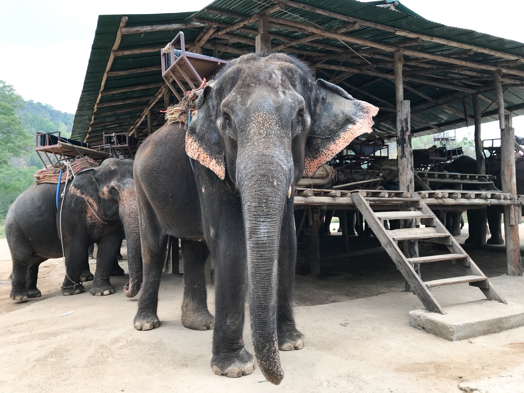 Chockchai Elephant Camp