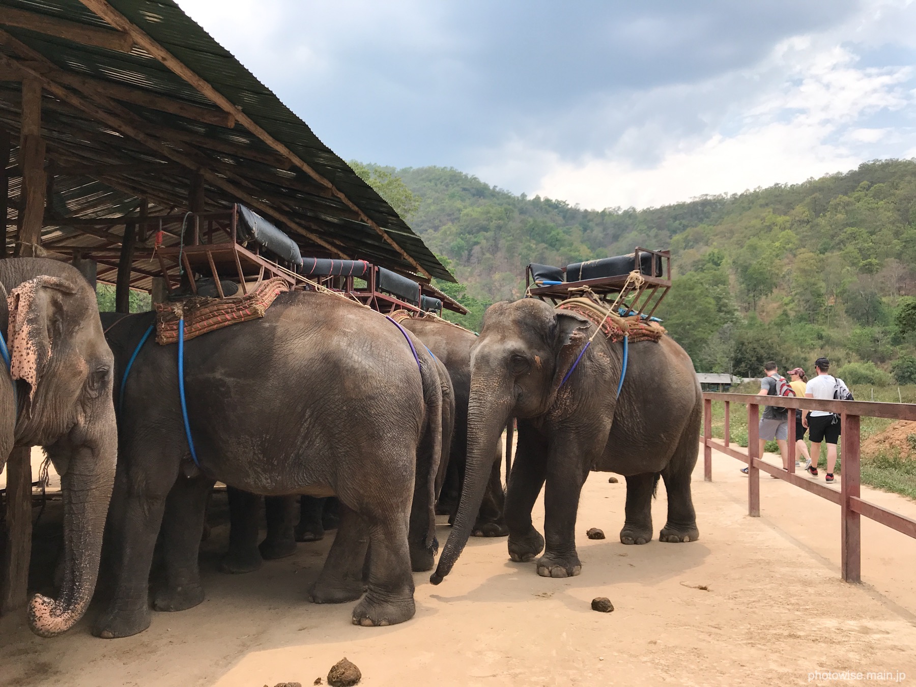 chockchai elephant camp